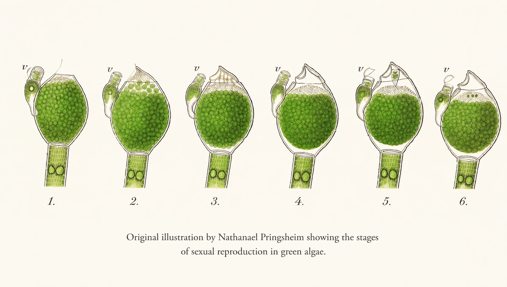 Historical scientific drawings illustrating stages of an algae experiment